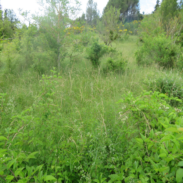 Offres de vente Terrain Limoux 11300